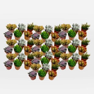 Mix de 60 succulentes