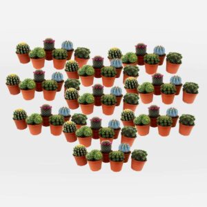 Mini-Cactussen - Mix Van 60 Stuks