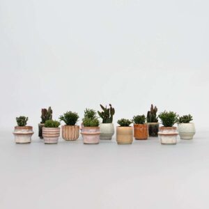 Rhipsalis - Mix Van 12