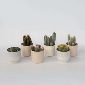 Cactus set de 6