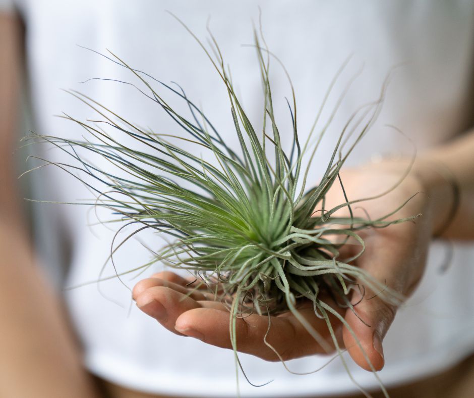 Guide Complet : Comment Entretenir vos Tillandsias (Plantes Aériennes)