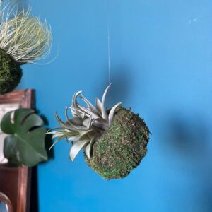 airplant Mossi ionantha