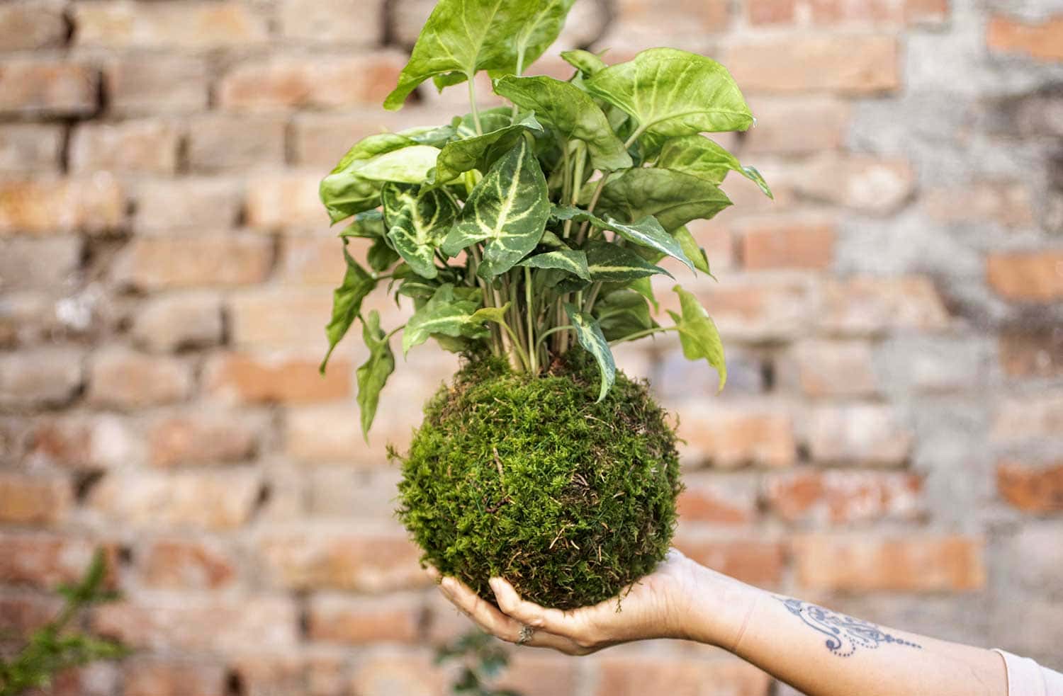 Offrir un Kokedama : Le Cadeau Végétal Original et Tendance