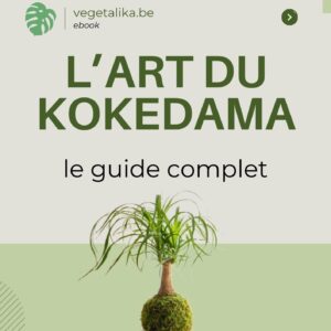 guide complet de création kokedama