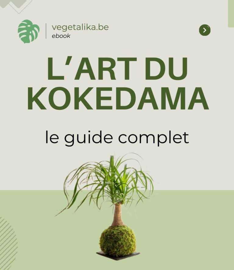 guide complet de création kokedama