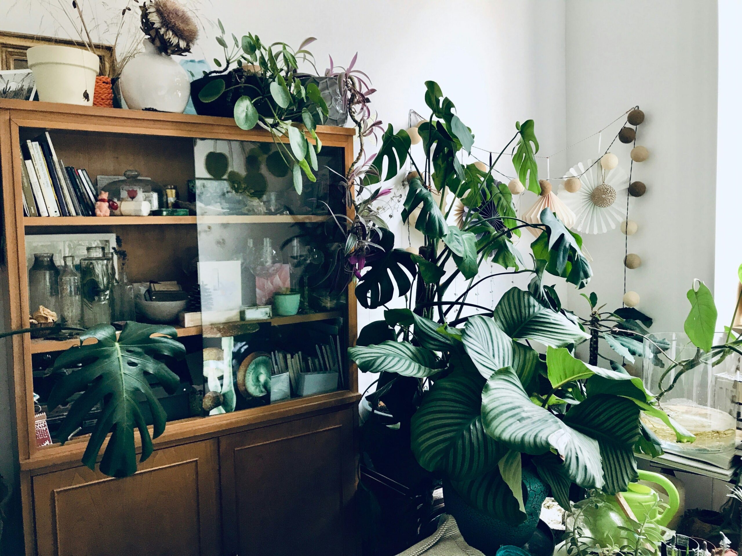 Créer un coin plantes Instagram-worthy dans votre salon : Le guide complet