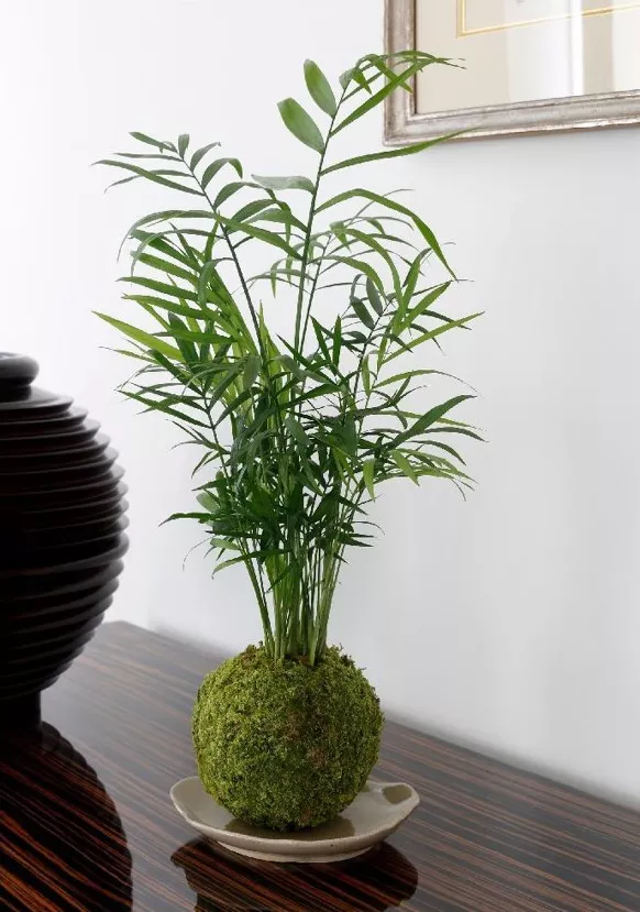 L'art du kokedama le ebook complet – Image 2