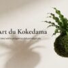 /guide-gratuit-kokedama-creer-boule-mousse-vegetale