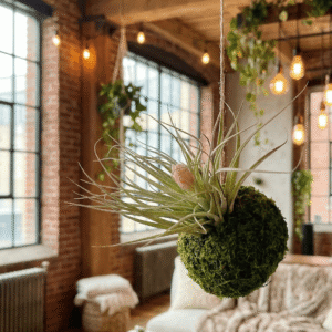 Kokedama Tillandsia Cotton Candy | Mossi Air Vegetalika