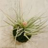 Mossi Air Tillandsia Cotton Candy – Image 3