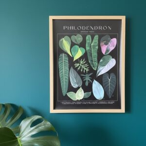 Affiche Philodendron Botanique 60x40 cm - Poster Scientifique Araceae Family Vintage