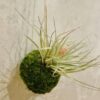 Mossi Air Tillandsia Cotton Candy – Image 2