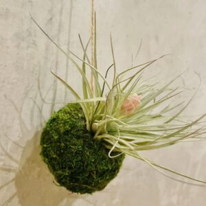 Tillandsia Cotton Candy Mossi prix