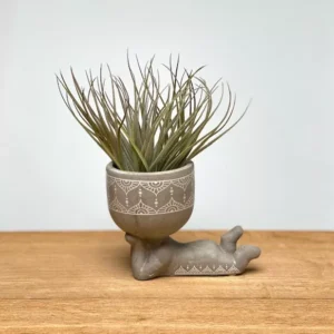 Lazy Man Tillandsia –Zen Plante Aérienne Vivante
