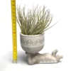Lazy Man Tillandsia –Zen Plante Aérienne Vivante – Image 3