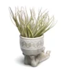 Lazy Man Tillandsia –Zen Plante Aérienne Vivante – Image 2