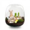 Terrarium Ouvert Pâques 19cm Narcisse DIY | Vegetalika – Image 4