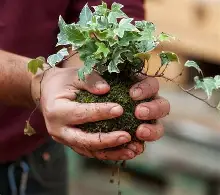 Mossi le kokedama en kit facile