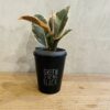 Ficus Elastica Tineke Panaché Crème Rose Vert – Image 2