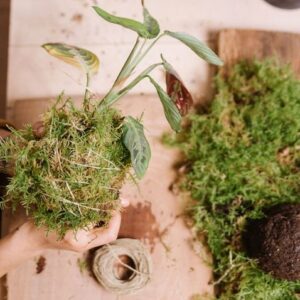 Mossi – Kit Kokedama DIY | Vegetalika Créations