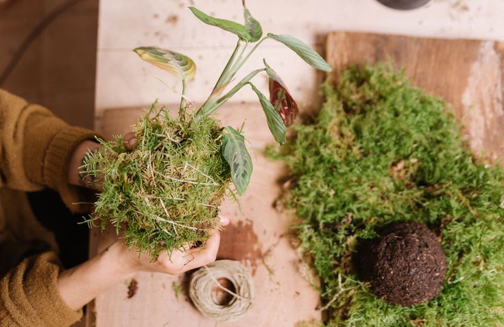 Mossi – Kit Kokedama DIY | Vegetalika Créations