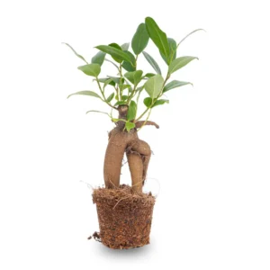 Bonsaï Ficus Ginseng 6cm Débutant Terreau Inclus