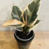 Ficus elastica Tineke feuillage panaché tricolore crème rose vert caoutchouc plante intérieur dépolluante pot 11cm