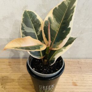 Ficus Elastica Tineke