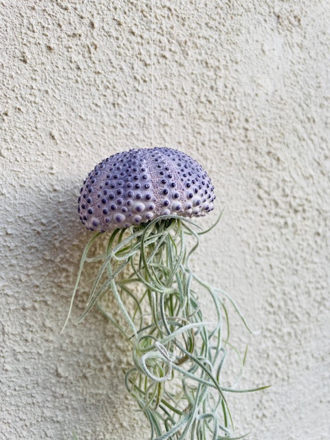 Tillandsia Lilla Méduse 25cm – Image 3