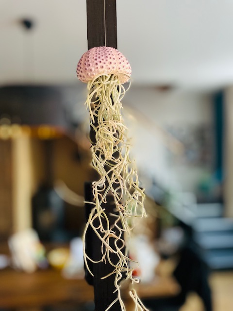 Tillandsia Lilla Méduse 25cm – Image 2
