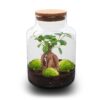 Milky Bonsai - Terrarium - Bottle Garden Diy Kit - Ø 21 Cm ↑ 30 Cm – Image 2
