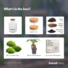 Milky Bonsai - Terrarium - Bottle Garden Diy Kit - Ø 21 Cm ↑ 30 Cm – Image 4