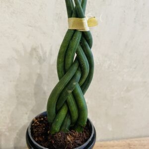 Sansevieria Cylindrica Tressée