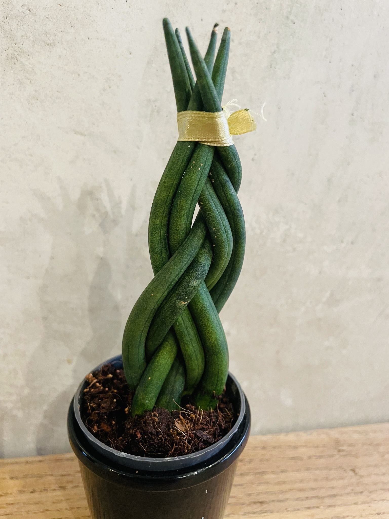 Sansevieria Cylindrica Tressée