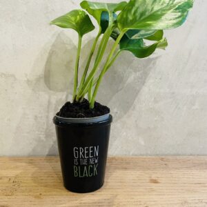 Pothos - Epipremnum pinnatum Aureum