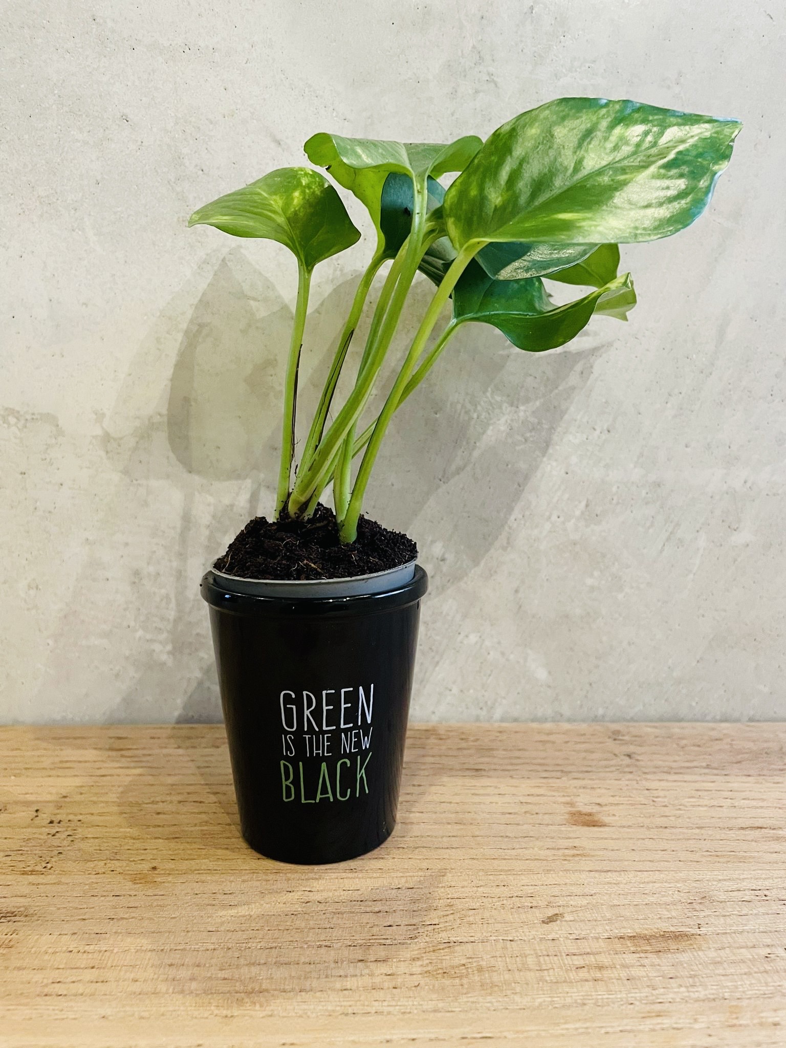 Pothos Epipremnum pinnatum Aureum feuillage vert doré panaché plante retombante dépolluante cascade pot 11cm indestructible