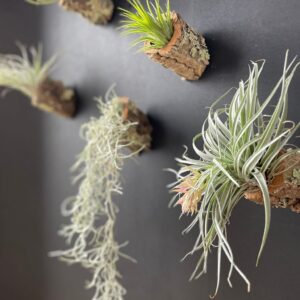 Wood Air Plant Vegetalika