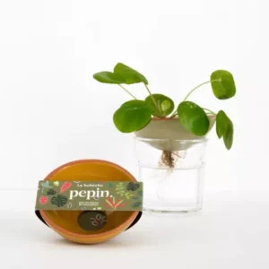Bobèche bouturage céramique jaune moutarde coupelle multiplication plantes eau racines design tendance accessoire végétal déco intérieur