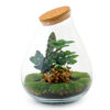 Terrarium Diy Kit ↑ 43 Cm Jungle Miniature Autonome