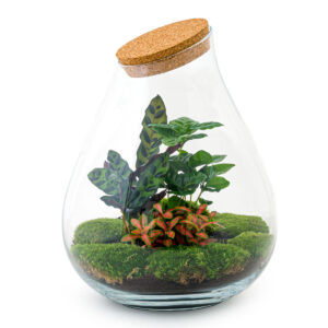 Terrarium Diy Kit ↑ 43 Cm Jungle Miniature Autonome