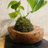 Cocokedama en kit DIY