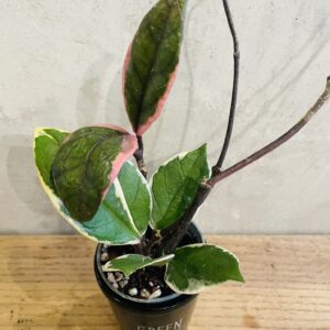 Hoya Flamant Carnosa Feuillage Rose Fleur Porcelaine