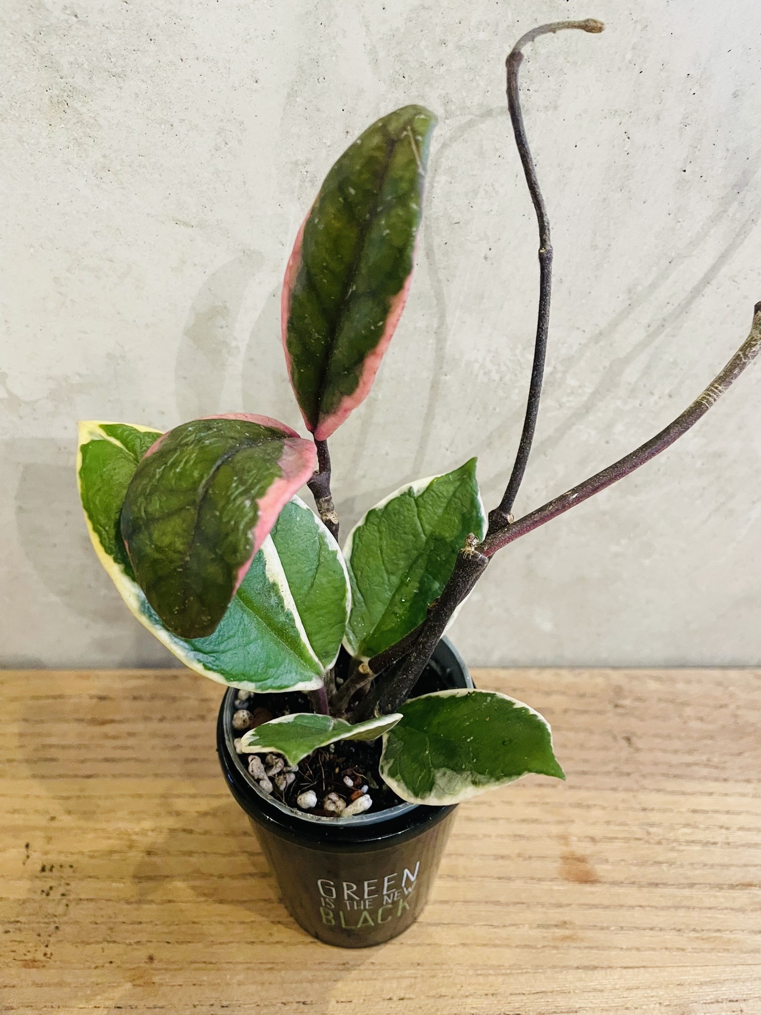 Hoya Flamant Carnosa Feuillage Rose Fleur Porcelaine