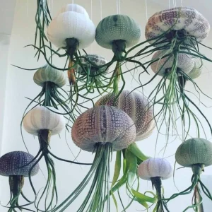 Tillandsia Lilla méduse plante aérienne sans terre coquille mauve blanche décorative suspension 25cm composition unique originale