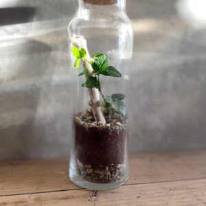 kit-terrarium-ferme-diy-sylva