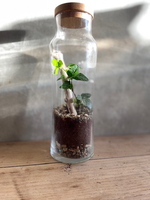 kit-terrarium-ferme-diy-sylva