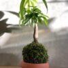 kokedama-pachira-aquatica-arbre-argent-artisanal-vegetalika-belgique-vue-face