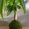 kokedama-pachira-money-tree-feuillage-palme-mousse-naturelle-fait-main