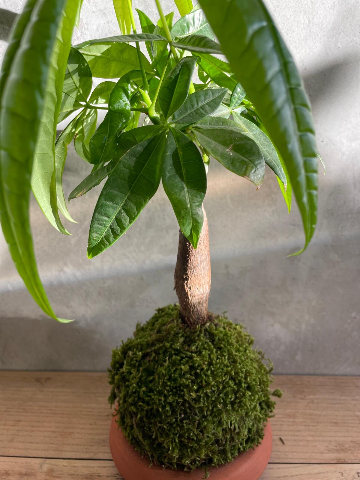 kokedama-pachira-money-tree-feuillage-palme-mousse-naturelle-fait-main