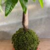 Kokedama Pachira Aquatica - Arbre à Argent Artisanal Fait Main Belgique – Image 3